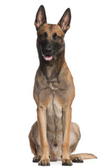 Obraz premium Belgian Shepherd Dog, 2 years old, sitting