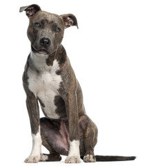 American Staffordshire Terrier, 8 months old, sitting