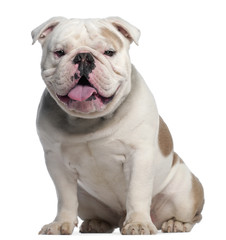 Obraz premium English bulldog, 18 months old, sitting