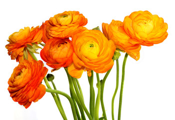 Beautiful yellow flower