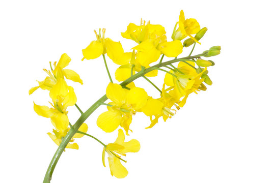 Rapsbl&uuml;te (Freisteller)