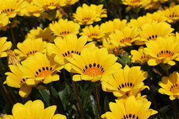 黄色のデイジー畑