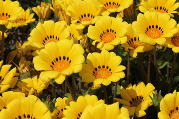 黄色のデイジー畑