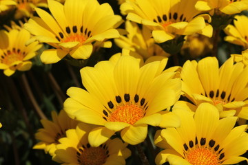 黄色のデイジー畑