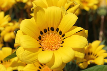 黄色のデイジー