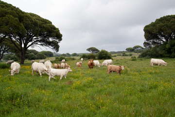 Obraz premium Cow herd