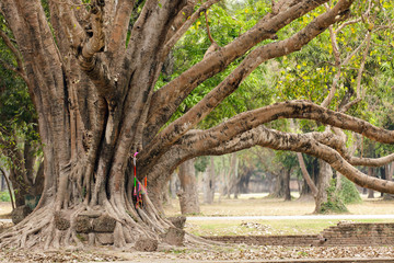 big ficus tree