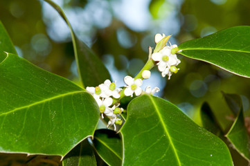 Foliage and flowers of holly (Ilex aquifolium)