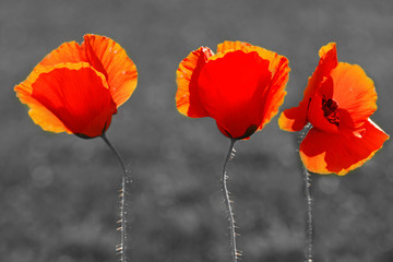 Mohnblumen,Klatschmohn