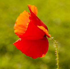 Mohnblumen,Klatschmohn