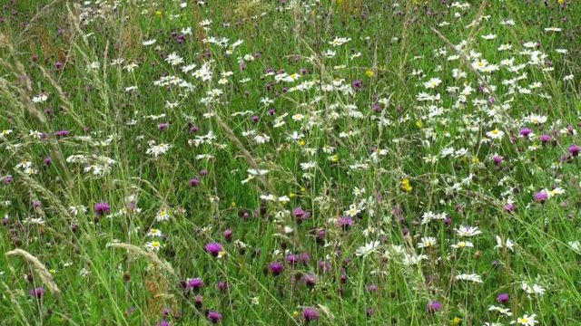 Prairie fleurie avec des Maguerites (Leucanthemum vulgare)