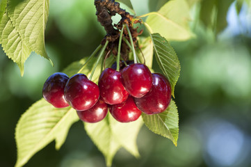 Cerises