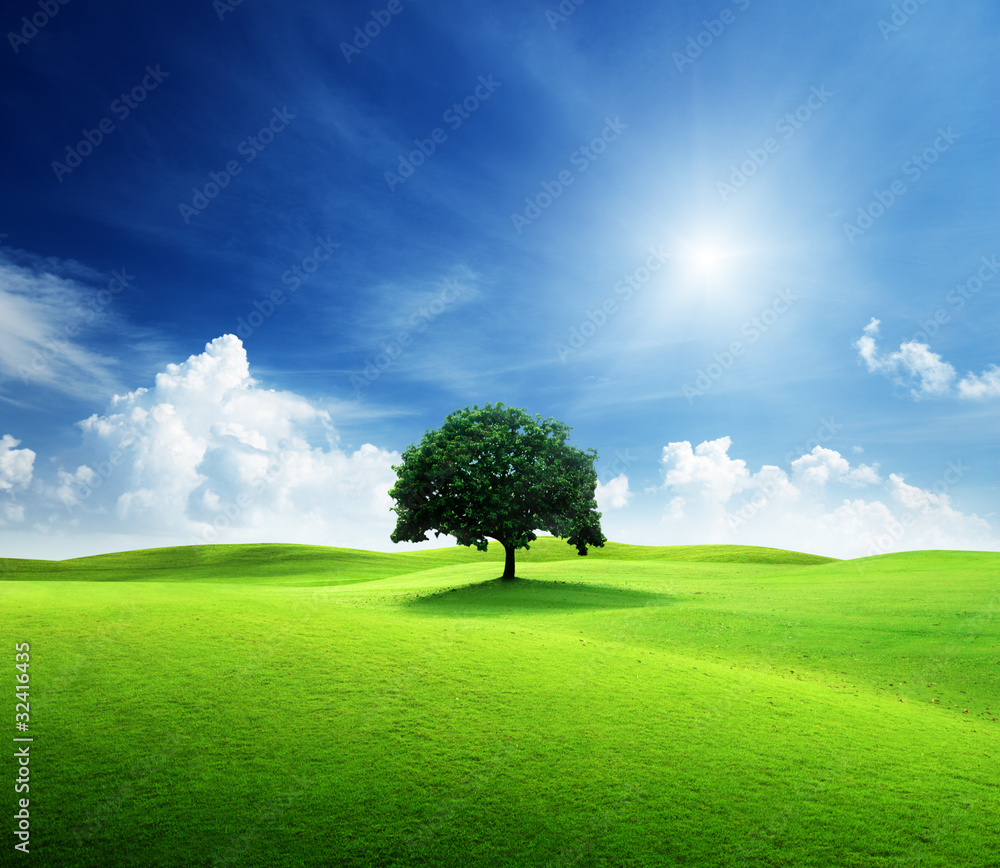 Canvas Prints one tree and perfect grass field
