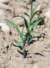 Céréale maïs sècheresse-3