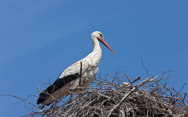 Stork in a nest
