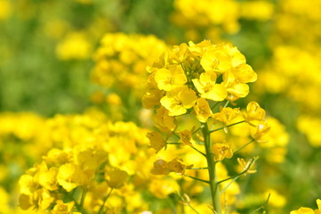 菜の花