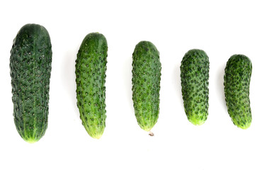 five ripe cucumber