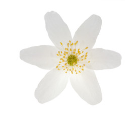 isolated single animone flower
