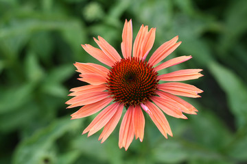 Coneflower © Oleg Fedorkin