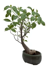 Foto op Plexiglas Baobab bonsaiboom Geïsoleerd op witte achtergrond