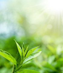 Tea leaves at a plantation in the beams of sunlight.