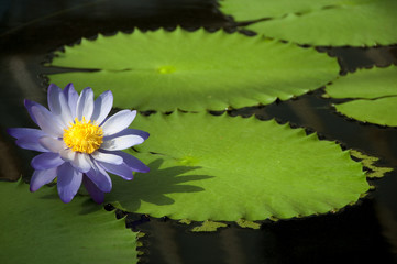 water lily and leaves