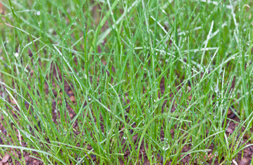 brins d'herbe