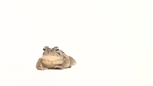 Slow motion clip of toad hopping on white background