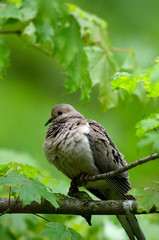 Mourning dove