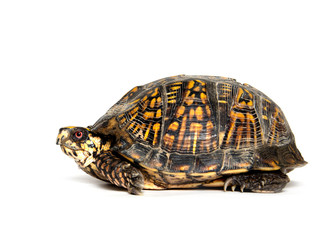 Box turtle on white