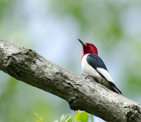 Red-headed woodpecker