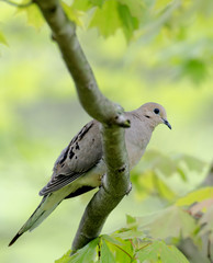 Mourning dove