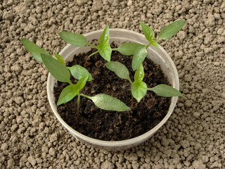 pepper seedlings