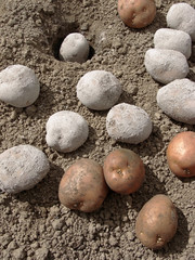 planting potatoes