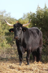 taureau de camargue