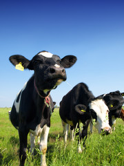Calves on the field