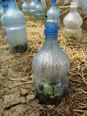 seedlings growing in plastic bottles as small hotbeds