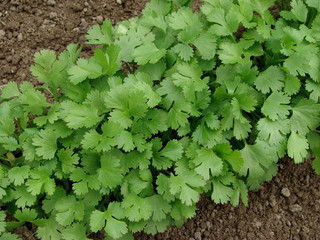 Coriandrum sativum on vegetable bed