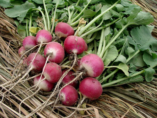 radishes