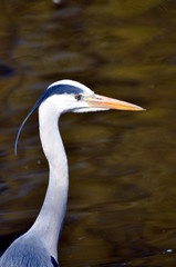 Aufmerksamer Blick