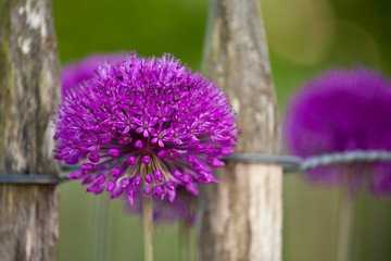 Obraz premium Violet Flower