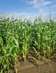 Row of the growing green corns.