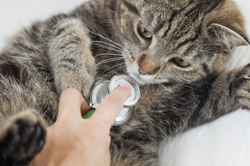 Cat with vet