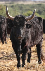 taureau de camargue