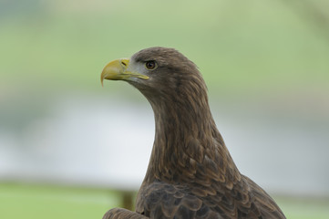 White-tailed Sea Eagle