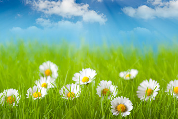 Fototapeta na wymiar Field of daisy and blue sky on background