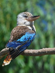 Blue-winged Kookaburra