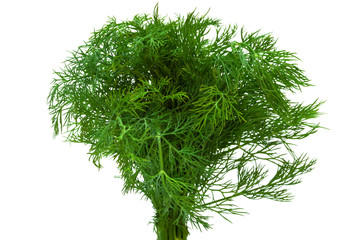 fresh dill