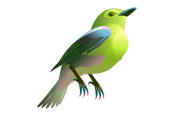 blue and yellow birdy