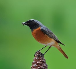 Insectivoro.
